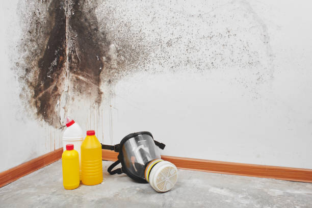 Best Mold Removal Company Near Me  in El Macero, CA