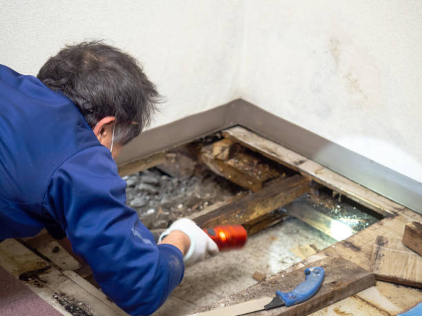 Mold Removal Process in El Macero, CA