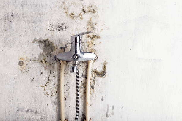Best Mold Damage Repair  in El Macero, CA