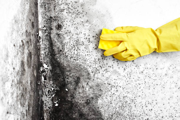 Best Black Mold Removal  in El Macero, CA