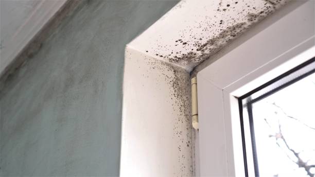 Best Commercial Mold Removal  in El Macero, CA