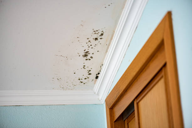 Best Crawl Space Mold Removal  in El Macero, CA