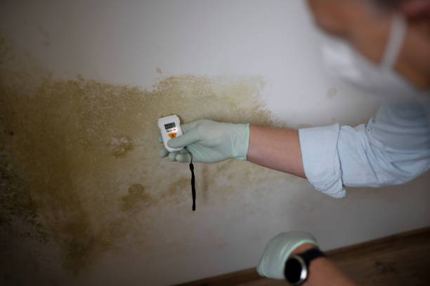 Best Affordable Mold Removal  in El Macero, CA