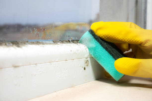Best Mold Removal Company Near Me  in El Macero, CA