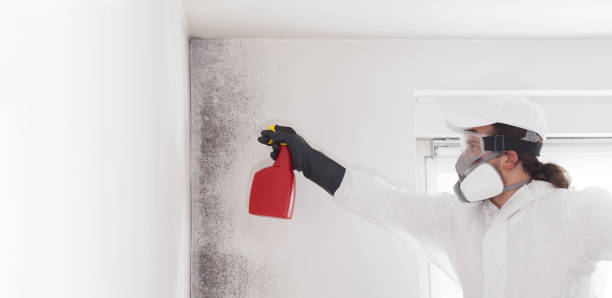 Best Mold Damage Repair  in El Macero, CA