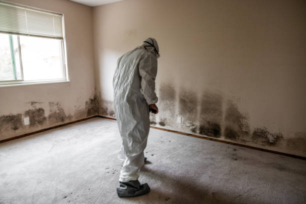 Best Fast Mold Removal  in El Macero, CA