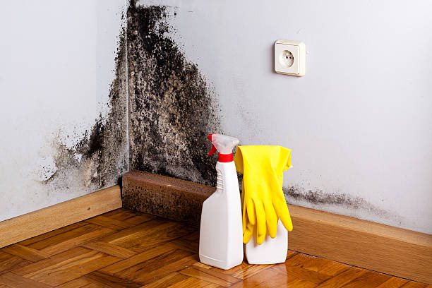 Best Affordable Mold Removal  in El Macero, CA