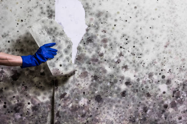 Best Mold Testing  in El Macero, CA