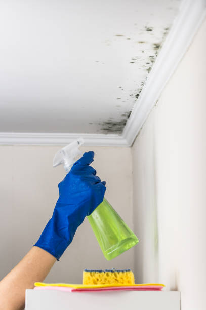 Best Commercial Mold Removal  in El Macero, CA